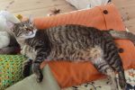 Artgerechtes Katzenfutter