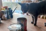 Artgerechtes Katzenfutter Lilou