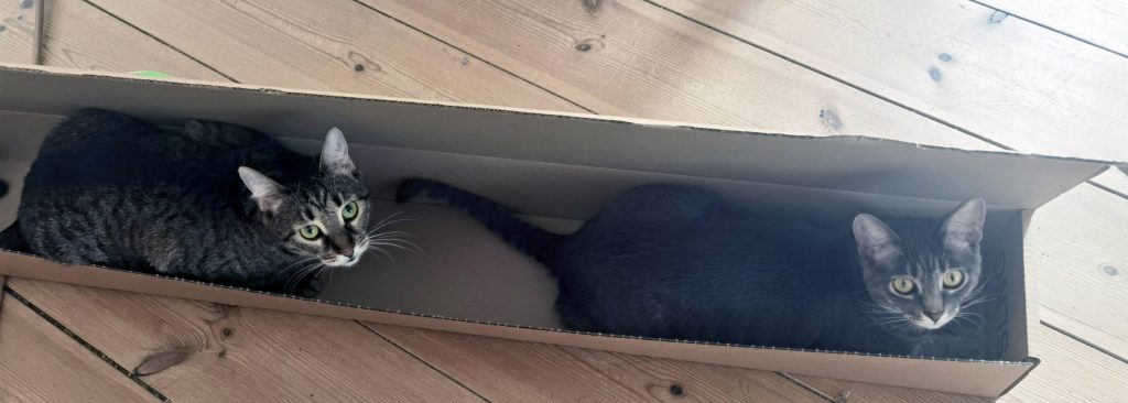 Katzen